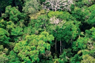 alianza-estrategica-bosque_tcm76-236009.jpg